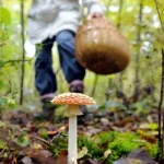 Японияда 70 ёшли эркак AI маслаҳатига кўра йиғган заҳарли қўзиқоринлардан заҳарланди