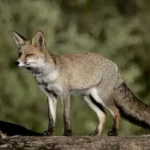 Қозоғистонда тулкилар болаларга ҳужум қилди: икки ўқувчи жабрланди