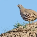 Тожикистонда 2026 йил қуши танлови ҳайрат уйғотди