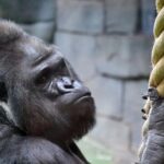 Маймун миясини суперкомпьютерда моделлаштиришди