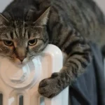 Тошкентнинг мўйнали жониворлари қишга тайёр…