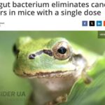 Япониялик олимлар қурбақалар ва калтакесаклар ичакларида рак ҳужайраларини йўқ қиладиган бактерияларни топишди