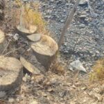 Булунғурда 498 туп дарахт ноқонуний кесиб ташлангани аниқланди