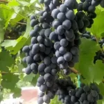 Ўзбекистон узум импортини нега қатъий чеклаяпти?