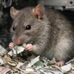 Каламушлар банкоматдаги катта миқдордаги пулни еб қўйди