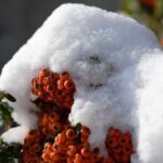 Бугун Ўзбекистоннинг айрим ҳудудларида қор ёғиши кутилмоқда