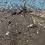 Араблар мазза қилиб чигирткахўрлик қиладиган бўлишди!.. (видео)