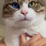 Юракларни ром этаётган Сан-Сан исмли мушукча