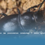 Ўзбекистон ва россиялик олимлар 7 янги қўнғиз турини топди