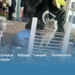 Денгиз чўчқаси бардан сакраб, Гиннеснинг рекордлар китобига кирди