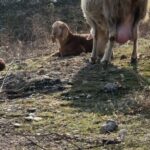 Аллақачон келганга ўхшайди!.. (видео)