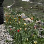 Бу даҳшатни битта кўринг! Ўзимизда!… (видео)