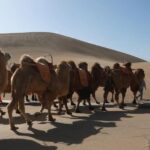 Саудия Арабистонида туялар паспортли бўлади!