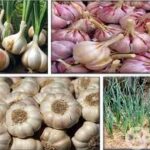 Саримсоқ билан шамоллашни даволаш мумкинми?