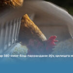 Фермерлар 560 минг бош паррандани йўқ қилишга мажбур
