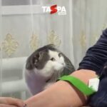 Садоқат намунаси: мушук тиббий муолажа пайтида бекасини ёлғиз қолдирмади