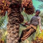 Хурмо ҳақида маълумотлар!.. Ҳаддан ошмаган маъқул, а! Нима дедингиз?