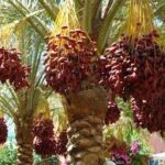 … боғни Роббимга қарз қилиб бердим!..