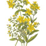 Далачой: Тўқсон тўққиз дардга даво!