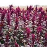 Қўйтикан (Тожигул): Узоқ умр кўриш ва ёшлик эликсири