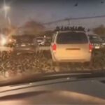 Исроилга  қарши қарғалар ҳам ҳужумга ўтди!.. (видео)