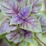 Хонадонингизнинг «бепул шифокори» — Райҳон!