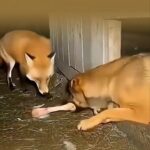 Суякда гап кўп!..  (видео)