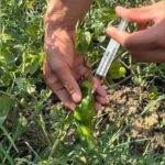 Бозорга борганда эҳтиёт бўлаверасизлар!.. (видео)