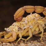 ГЎШТИНИ ЕЙИШНИНГ ЗАМОНАВИЙ КЎРИНИШИ!