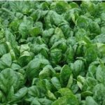 &laquo;Дорихонани унутинг! Исмалоқ ва кўк пиёз бирлашганда нималар содир бўлишини биласизми?&raquo;