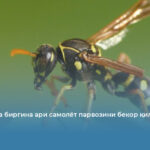 Австрияда биргина ари самолёт парвозини бекор қилди