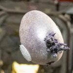 Марс учун тайёргарлик: NASA астронавти космосда картошка ўстирмоқда