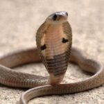 Миср курортида германиялик сайёҳ кобра чақишидан вафот этди