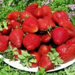 Қулупнайни енг ва сизга касалхона эшиклари очиқ!..