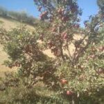 &laquo;Биз ташлаб юборадиган мева аслида дорихона экан! Олма ғўрасининг ҳеч ким билмайдиган сири…&raquo;