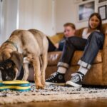 Қозоғистонда ит боқувчилар учун махсус солиқ жорий этилиши мумкин