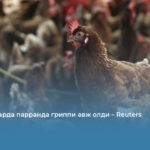 Кот-д’Ивуарда парранда гриппи авж олди – Reuters