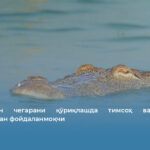 Ҳиндистон чегарани қўриқлашда тимсоҳ ва заҳарли илонлардан фойдаланмоқчи