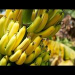 Банан ранги нимани англатади: яшилми ёки сариқ — қайси бири фойдали?