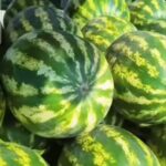 Агар ошқозонингида, юрагингизда умуман жонингизда қасдингиз бўлса, марҳамат! Тарвуз пишди!.. (Видео)