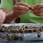 Испанияда 200 минг киши шиллиққурт фестивалига йиғилди