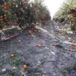 Жанозангга намоз ўқувчилар