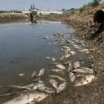 Зангиотада балиқлар нобуд бўлди: корхонага 92 млн сўм компенсация