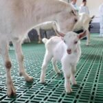 Хитой илк бор ҳайвонларни оммавий клонлашни муваффақиятли амалга оширди