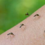  Европа Чикунгунья вируси ўчоғига айланиши мумкин