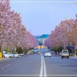 Менга қаранг, шу бир кунни якшанбани мен айтгандай яшанг!..