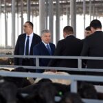 Наманганда қўй гўшти ишлаб чиқариш босқичма-босқич оширилади