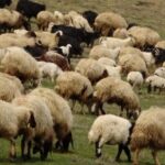 Европада ўрмон ёнғинларига қарши курашда қўй ва эчкилардан фойдаланилмоқда
