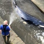 Норвегия 418 та кит ўлдирилгани ҳақида ҳисобот берди