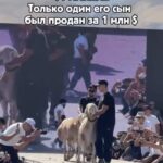 Қирғизистонда &laquo;Арашан&raquo; зотига мансуб қўй $1 млнга сотилгани айтилмоқда